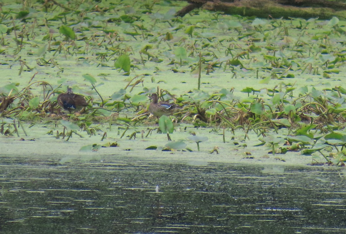 Blue-winged Teal - Tom Boyle