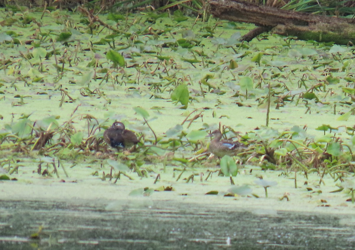 Blue-winged Teal - ML623102693