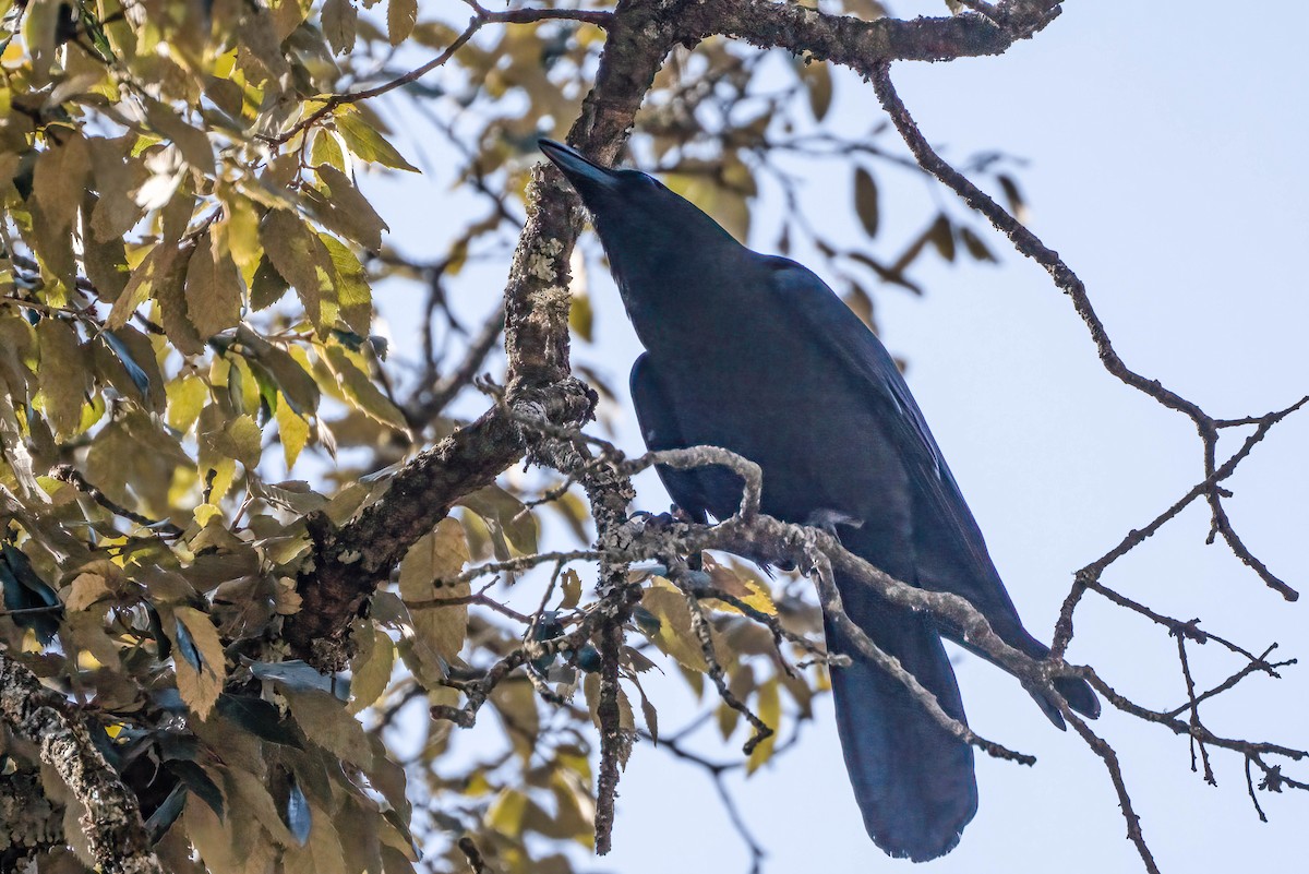 Large-billed Crow - ML623102750