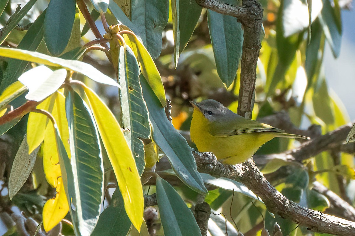 Gray-hooded Warbler - ML623102758