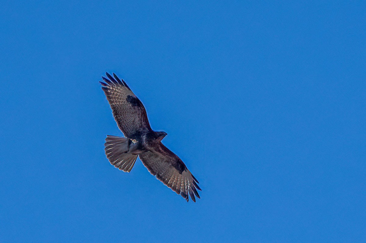 Himalayan Buzzard - ML623102760