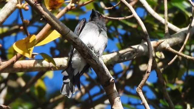 White-bellied Drongo - ML623102764