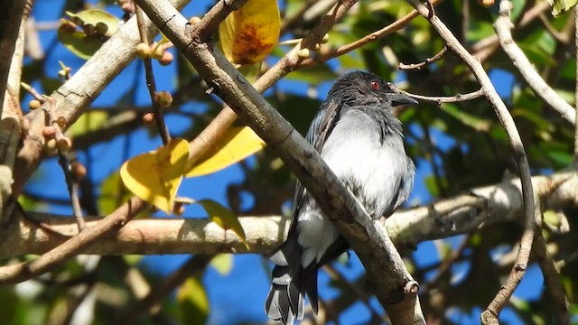 White-bellied Drongo - ML623102765
