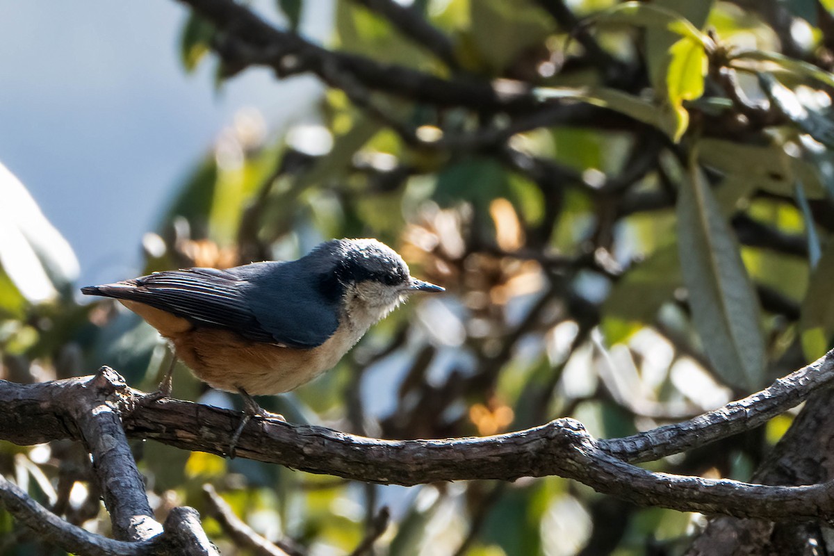 White-tailed Nuthatch - Gustino Lanese