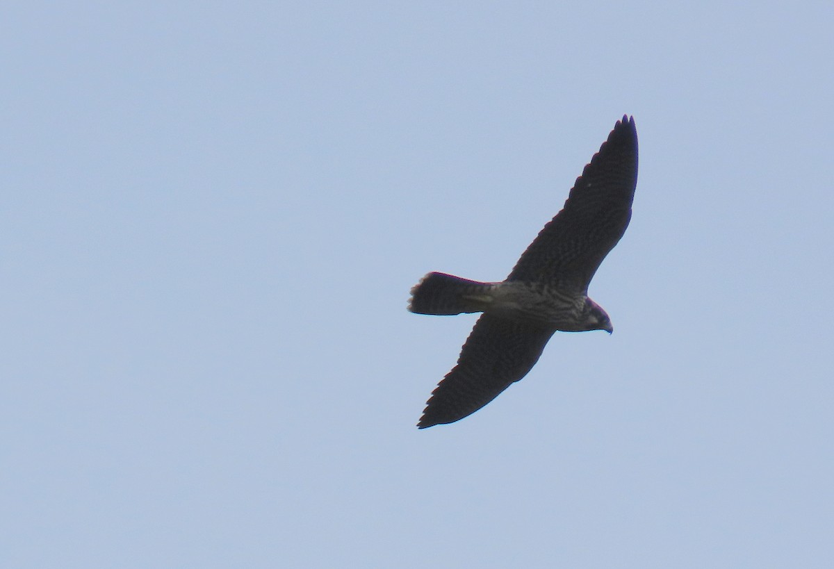 Peregrine Falcon - ML623102799