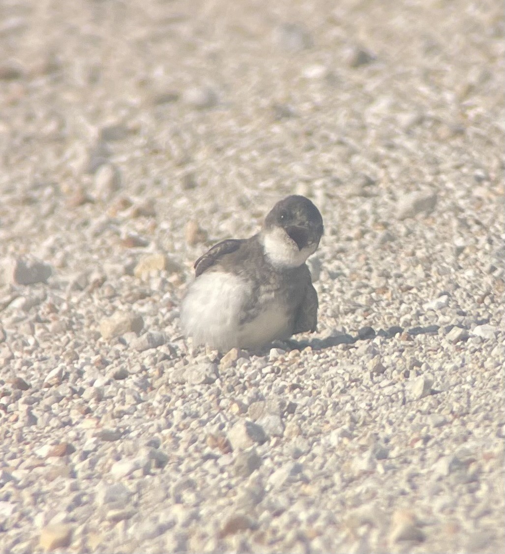 Bank Swallow - Billy McCaslin