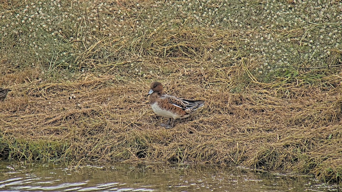 Зээрд нугас - ML623102851