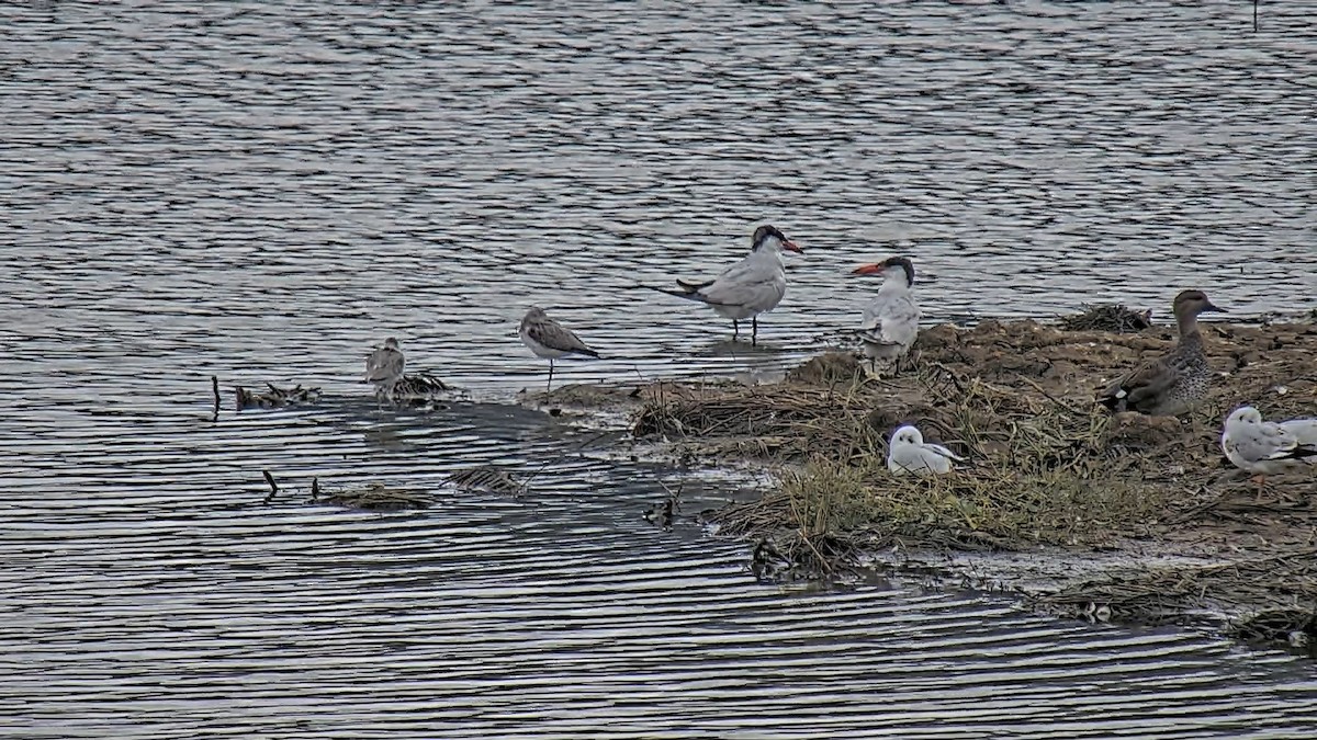 Caspian Tern - Urdaibai  Bird Center
