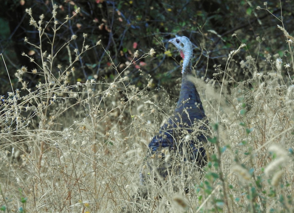 Wild Turkey - ML623102884
