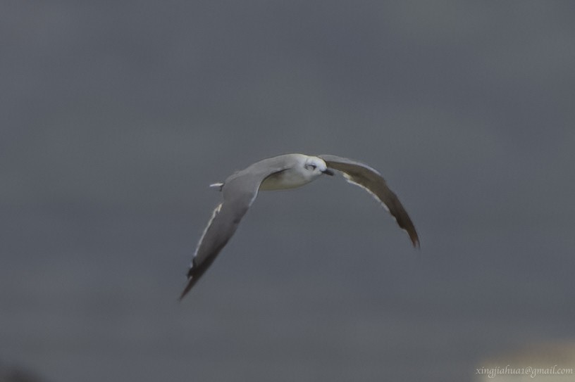 Laughing Gull - ML623102925