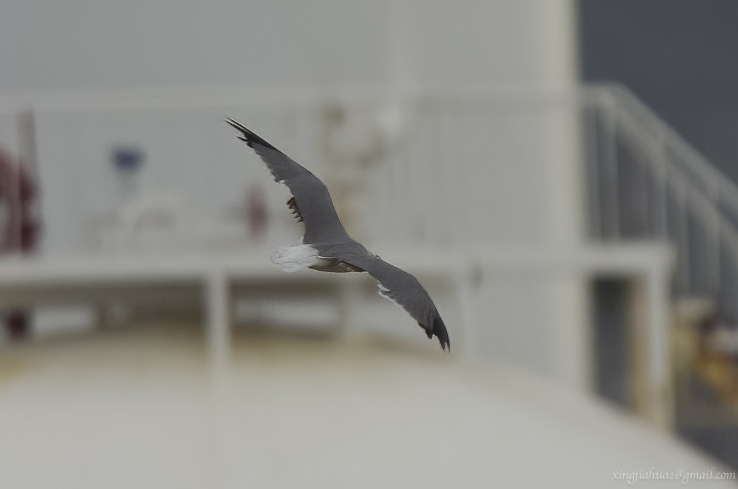 Laughing Gull - ML623102926