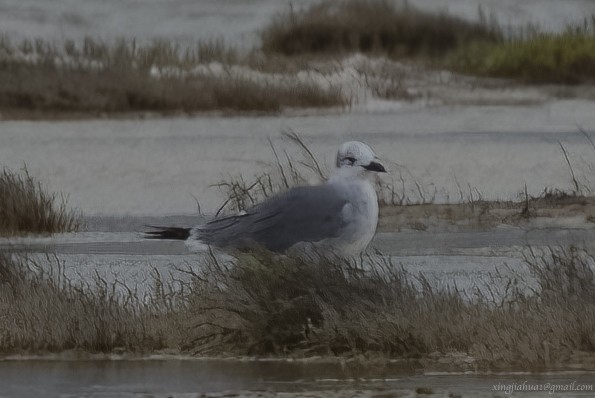 Laughing Gull - ML623102927