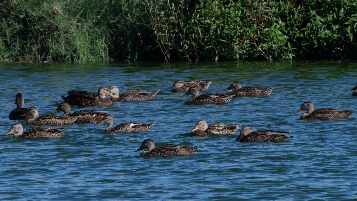 Canard colvert ou C. du Mexique - ML623103003