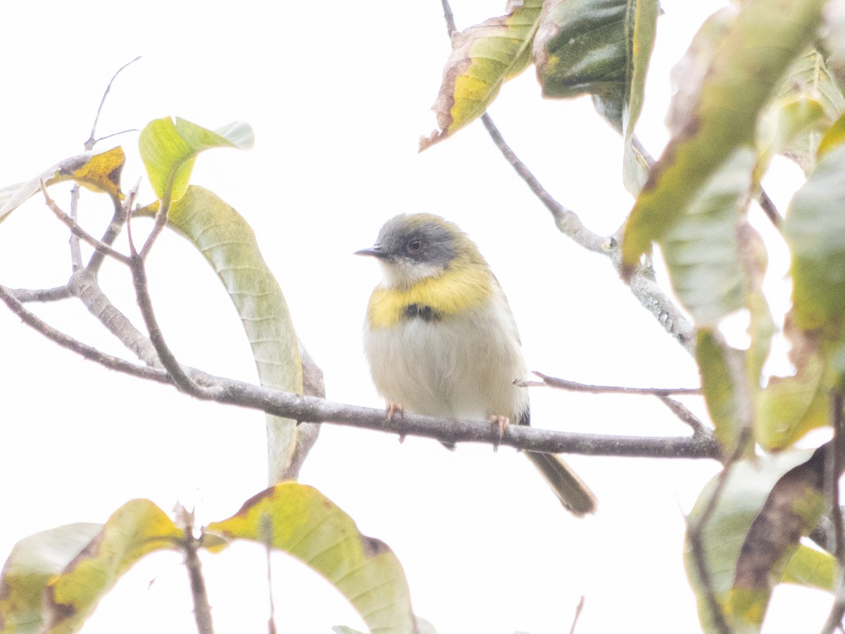 Yellow-breasted Apalis - ML623103023