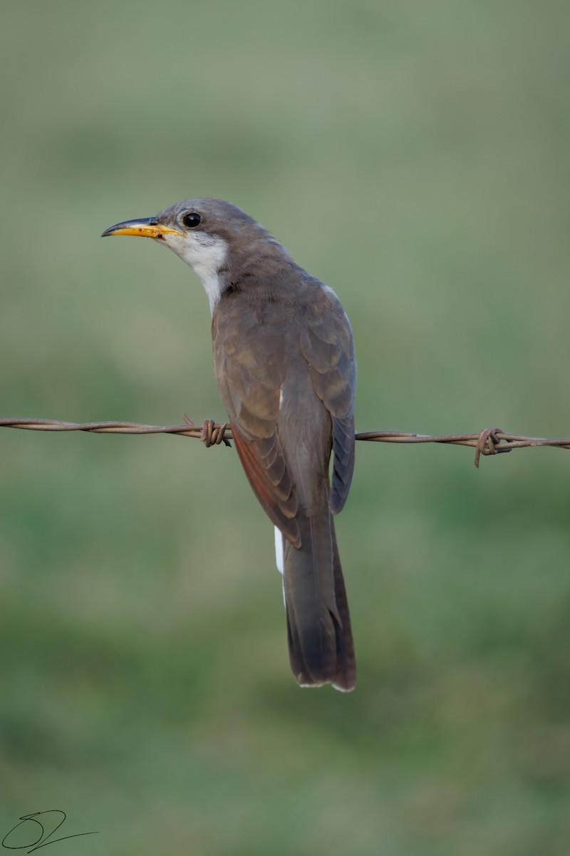 Yellow-billed Cuckoo - ML623103097