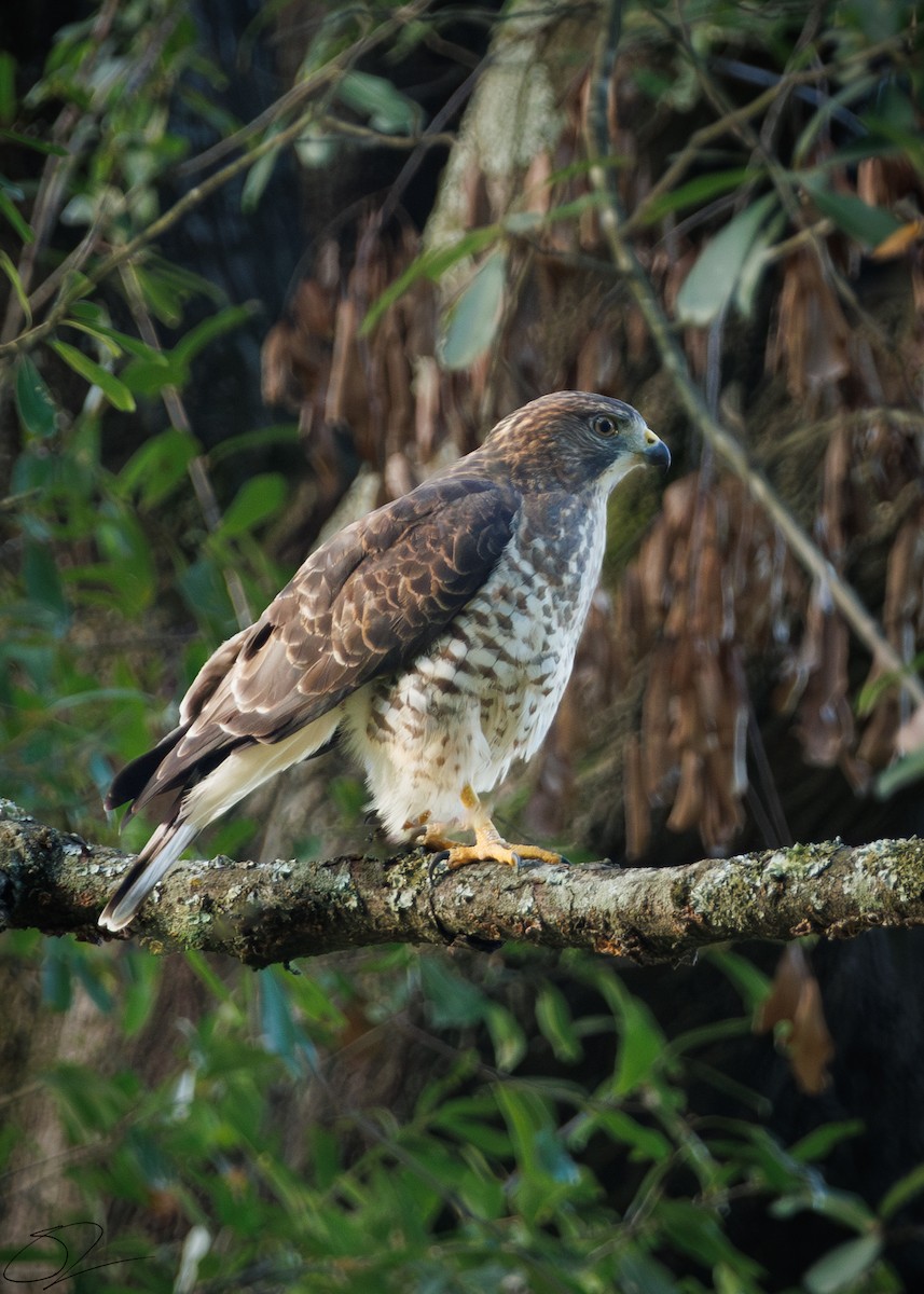 Broad-winged Hawk - ML623103101