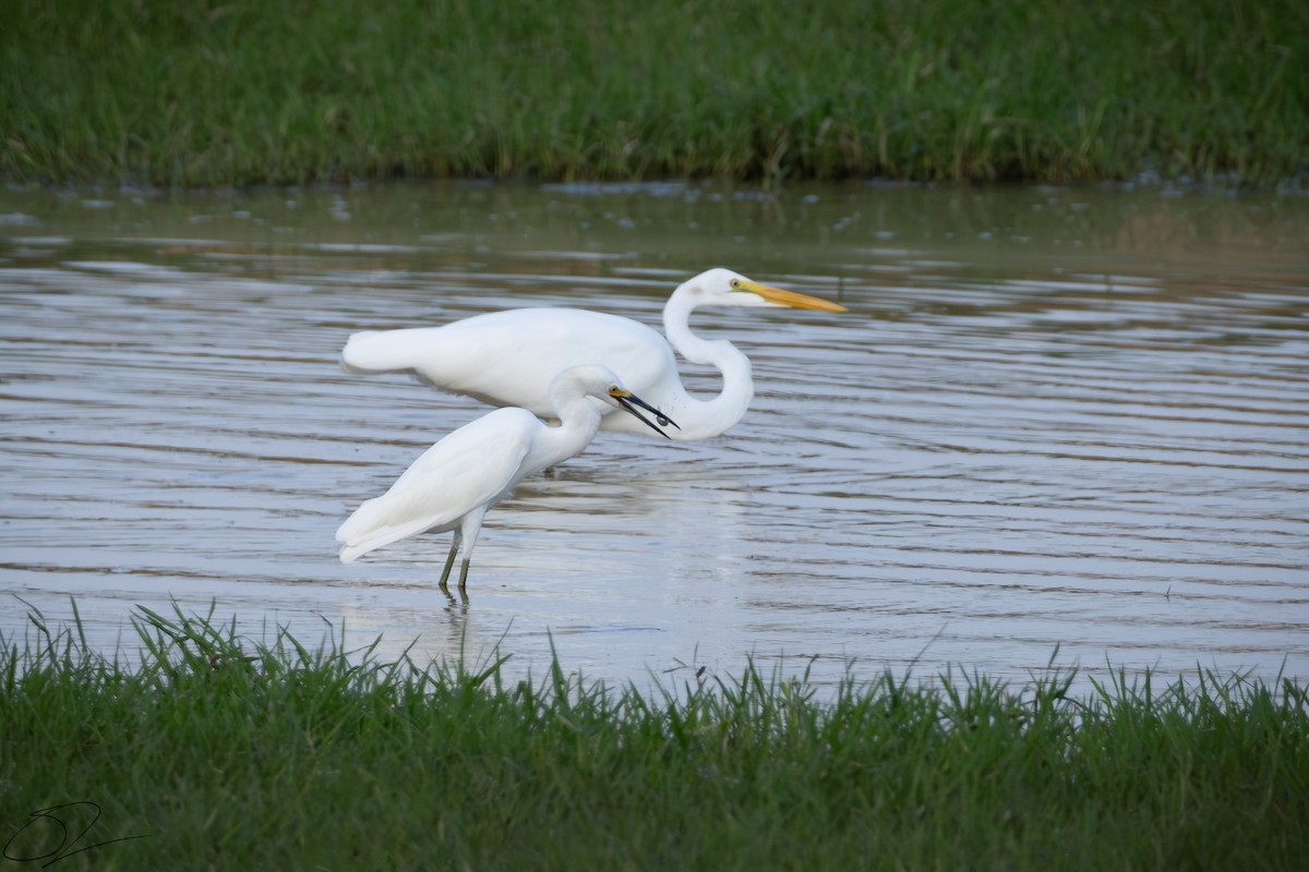 Snowy Egret - ML623103102