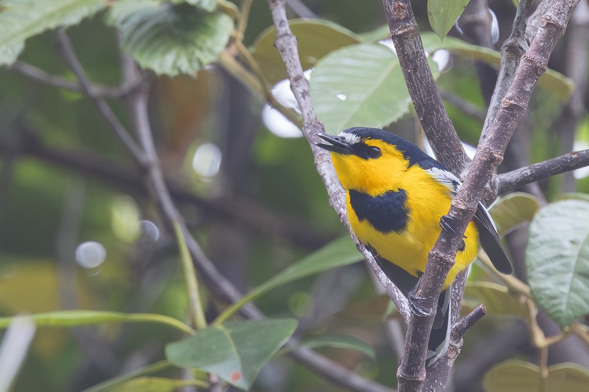 Black-breasted Boatbill - ML623103105