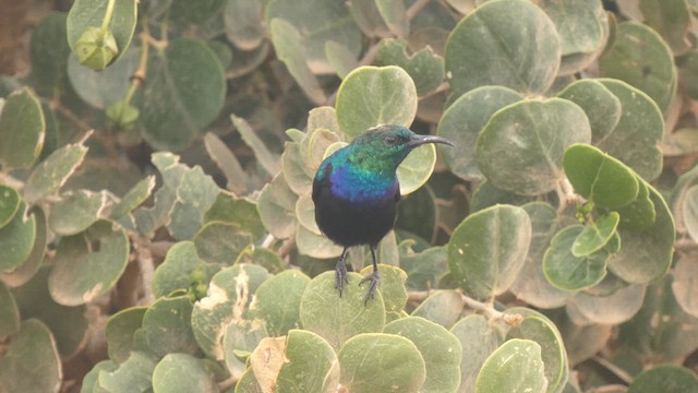 Violet-breasted Sunbird - ML623103169