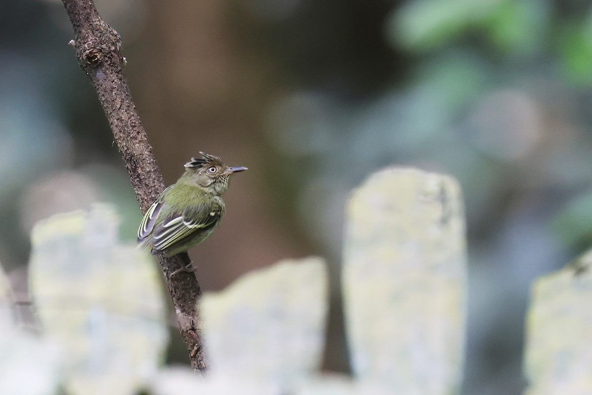 Double-banded Pygmy-Tyrant - ML623103210