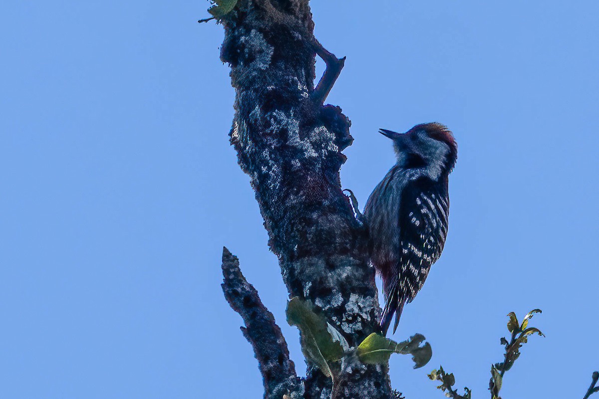 Brown-fronted Woodpecker - Gustino Lanese