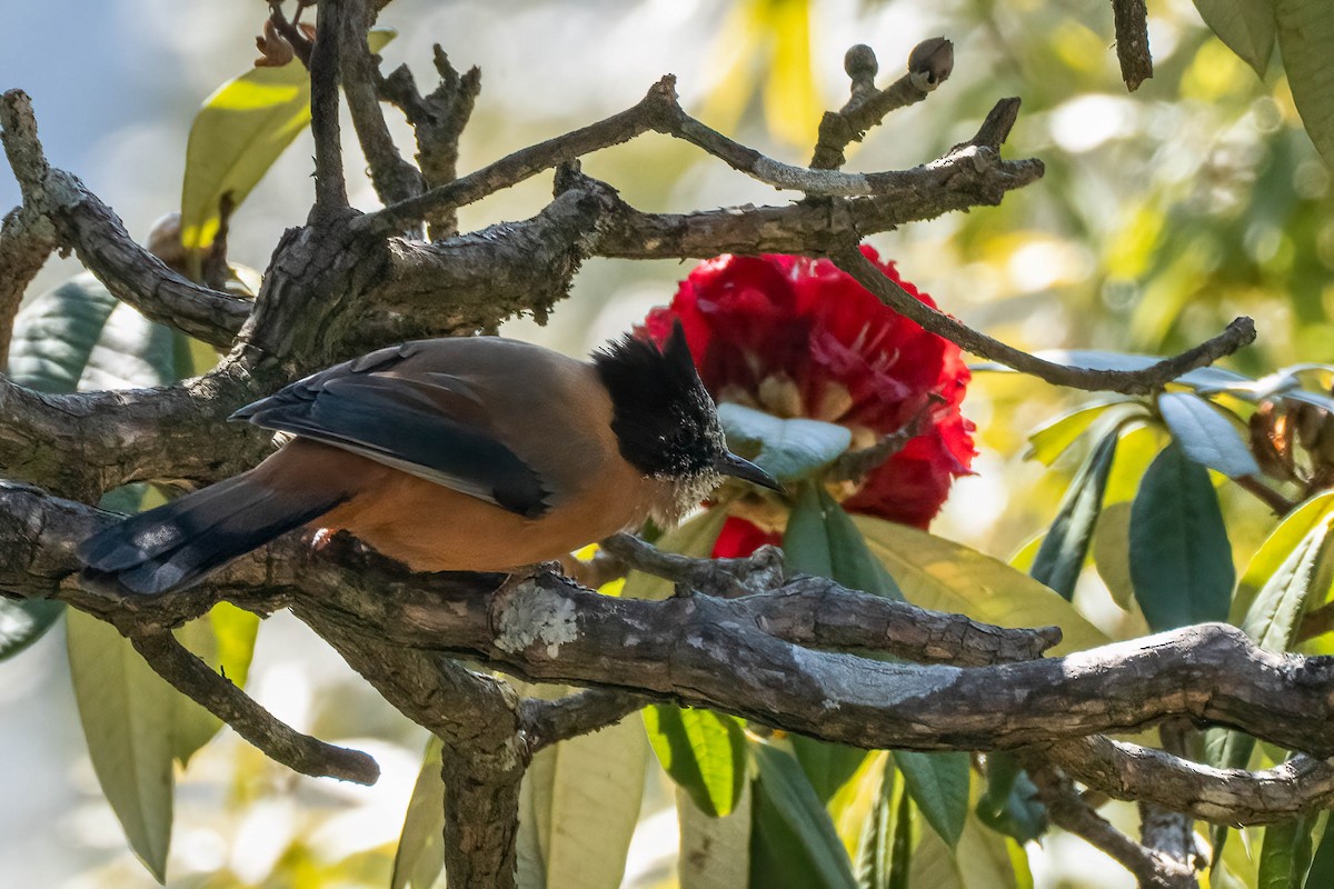 Rufous Sibia - Gustino Lanese