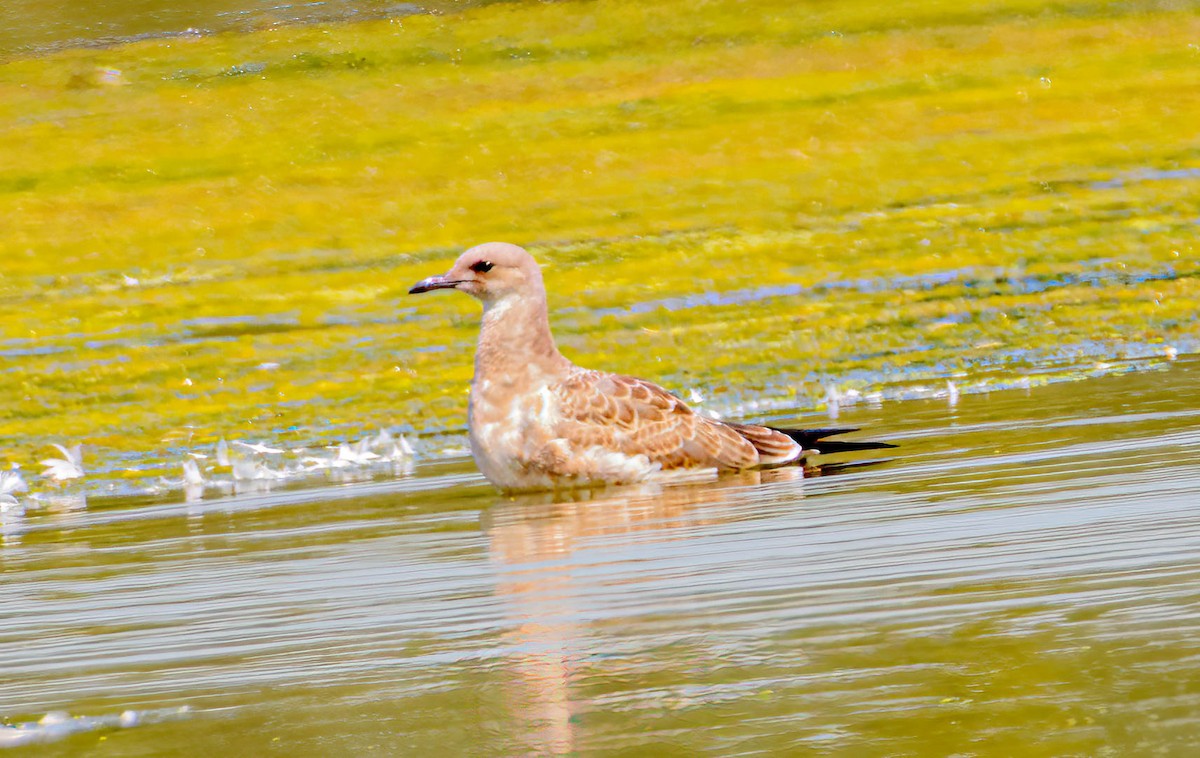 Laughing Gull - ML623103364