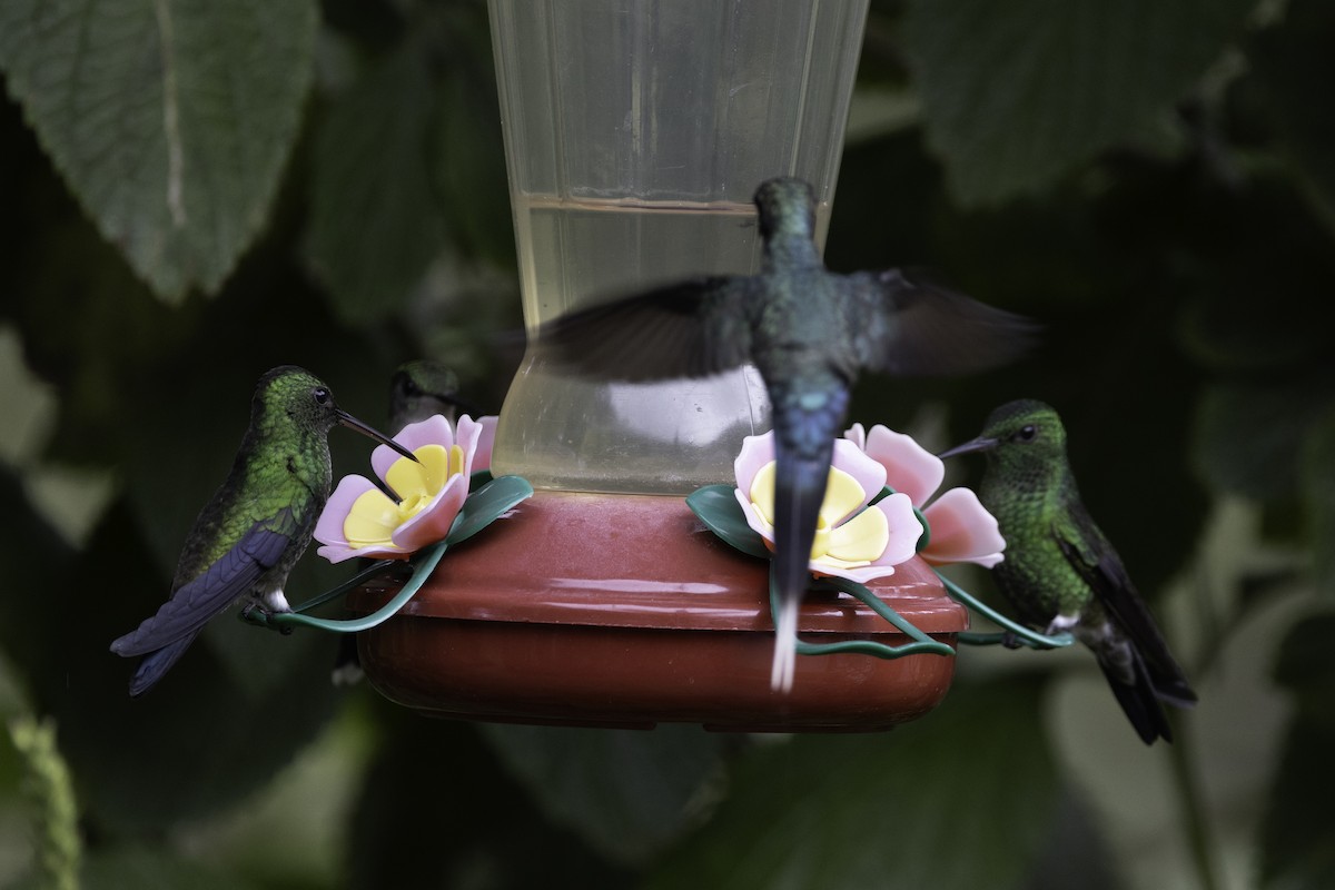 Steely-vented Hummingbird - ML623103401