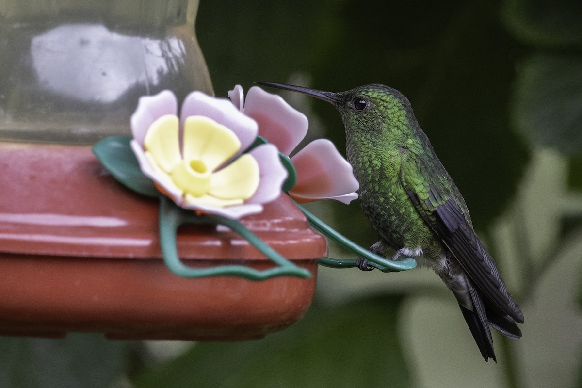 Steely-vented Hummingbird - Jeanne Verhulst