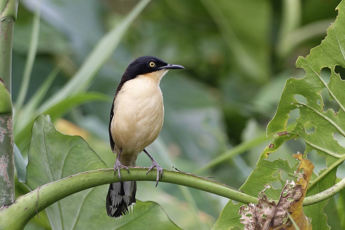 Black-capped Donacobius - ML623103447