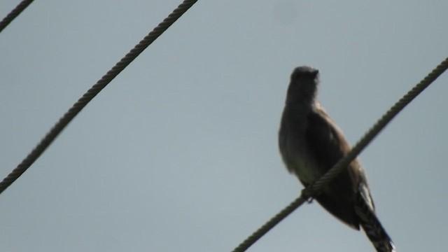 Gray-bellied Cuckoo - ML623103449