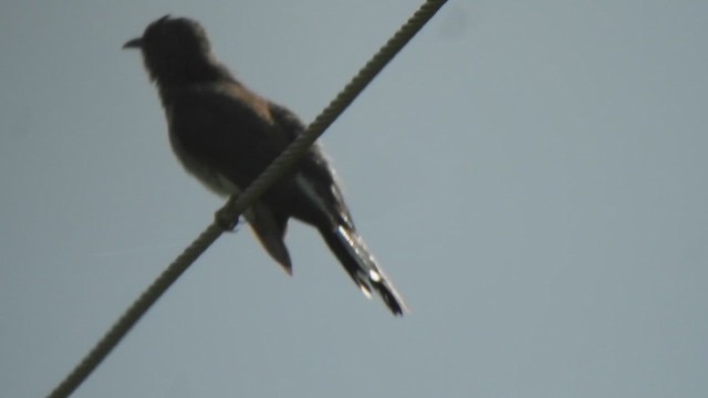 Gray-bellied Cuckoo - ML623103450