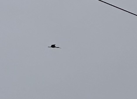 White Ibis - ML623103477