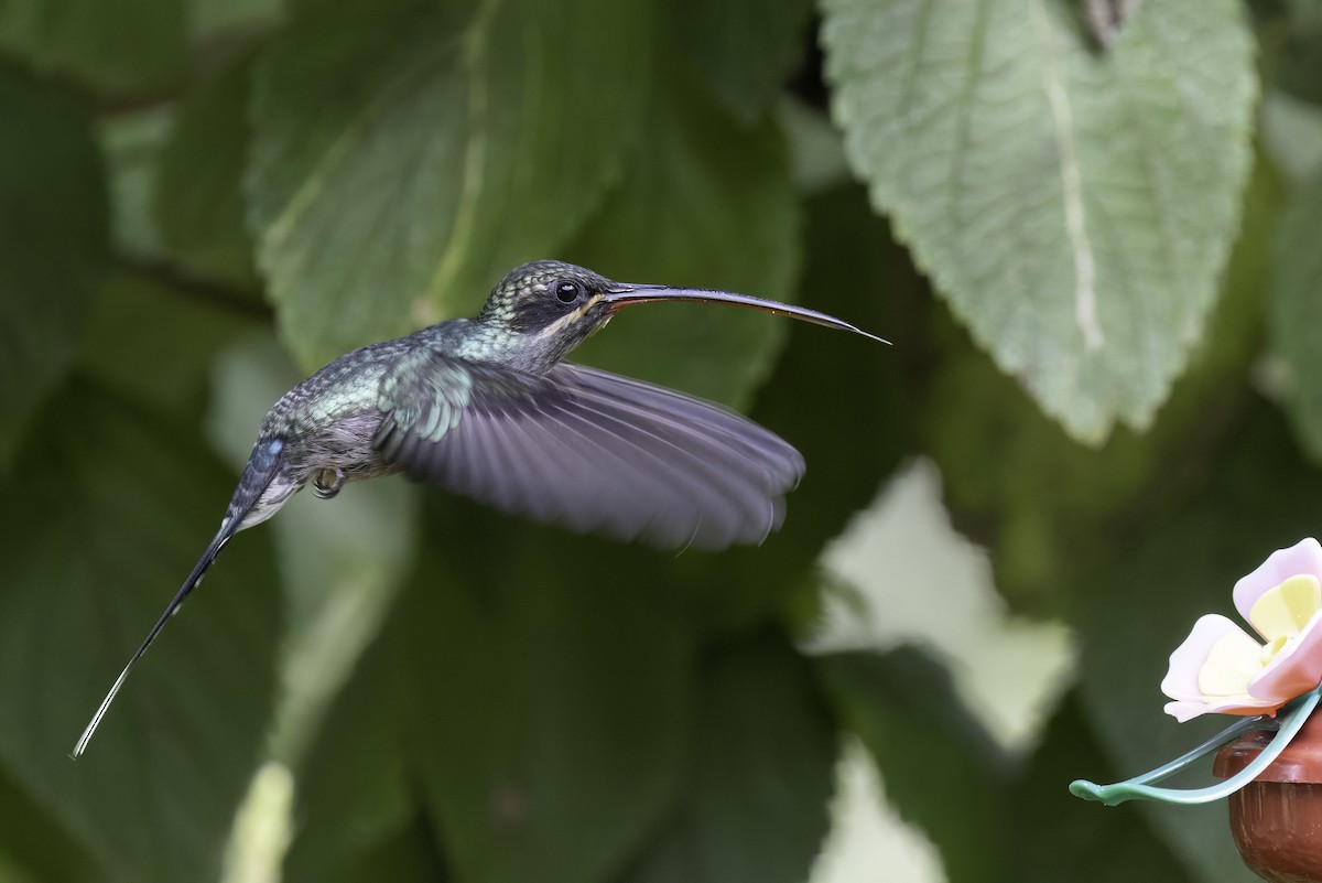 Green Hermit - ML623103508