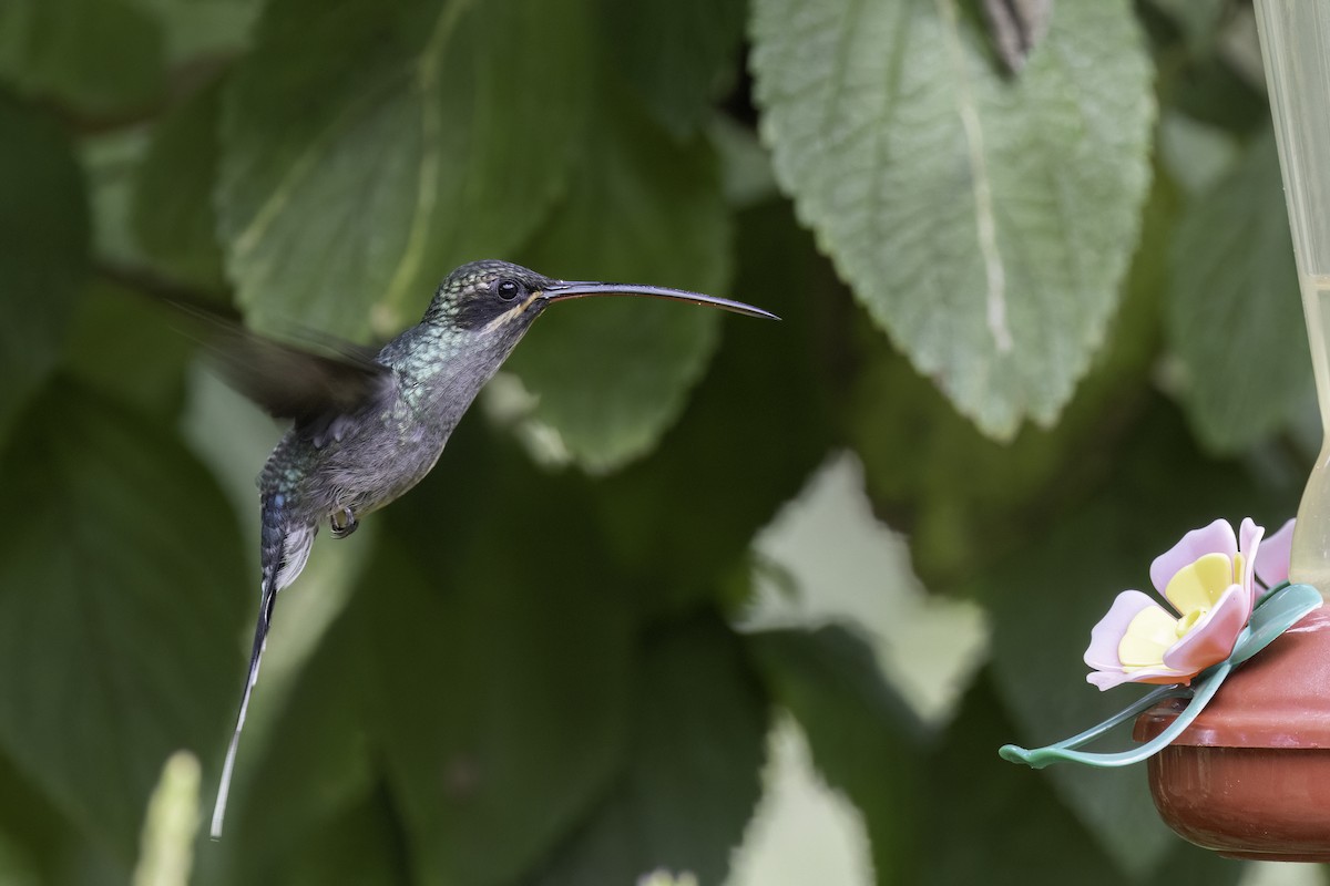 Green Hermit - ML623103512