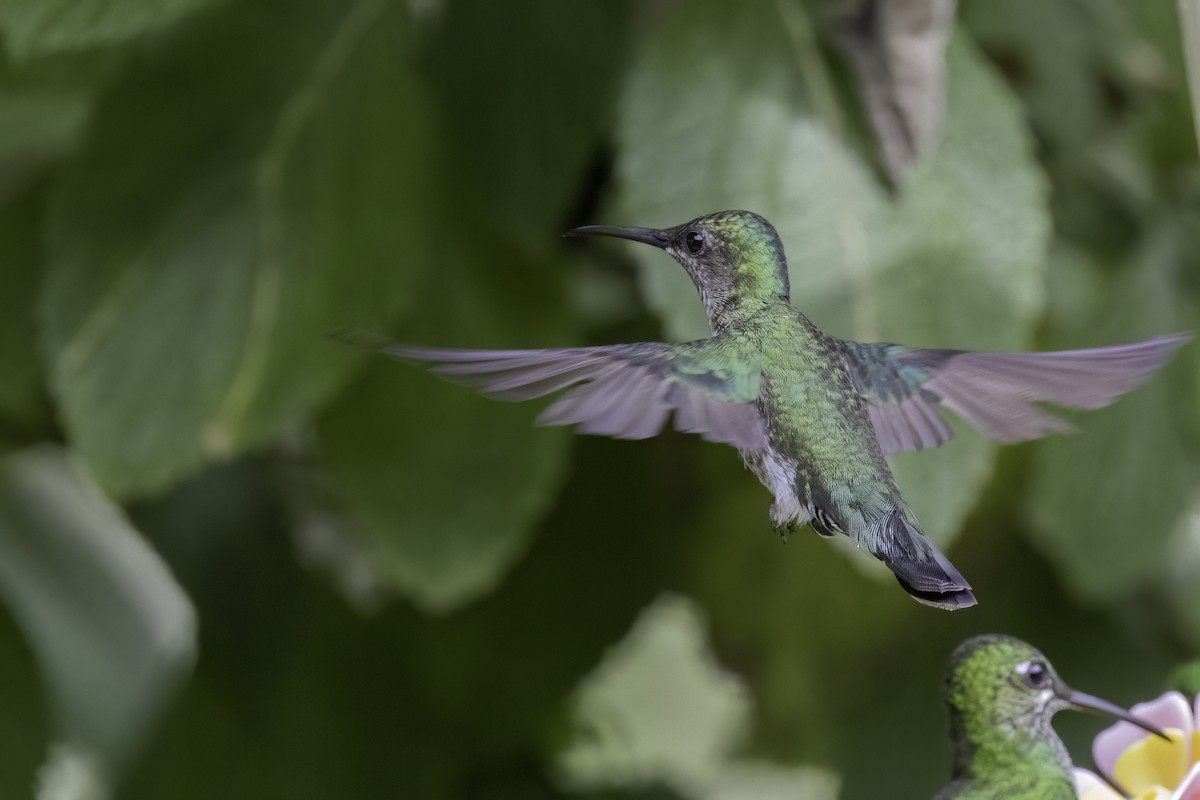 White-necked Jacobin - ML623103515