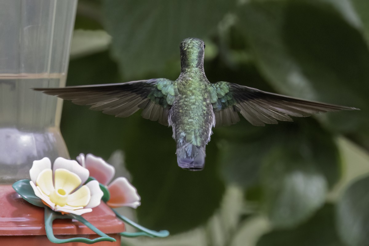 White-necked Jacobin - Jeanne Verhulst