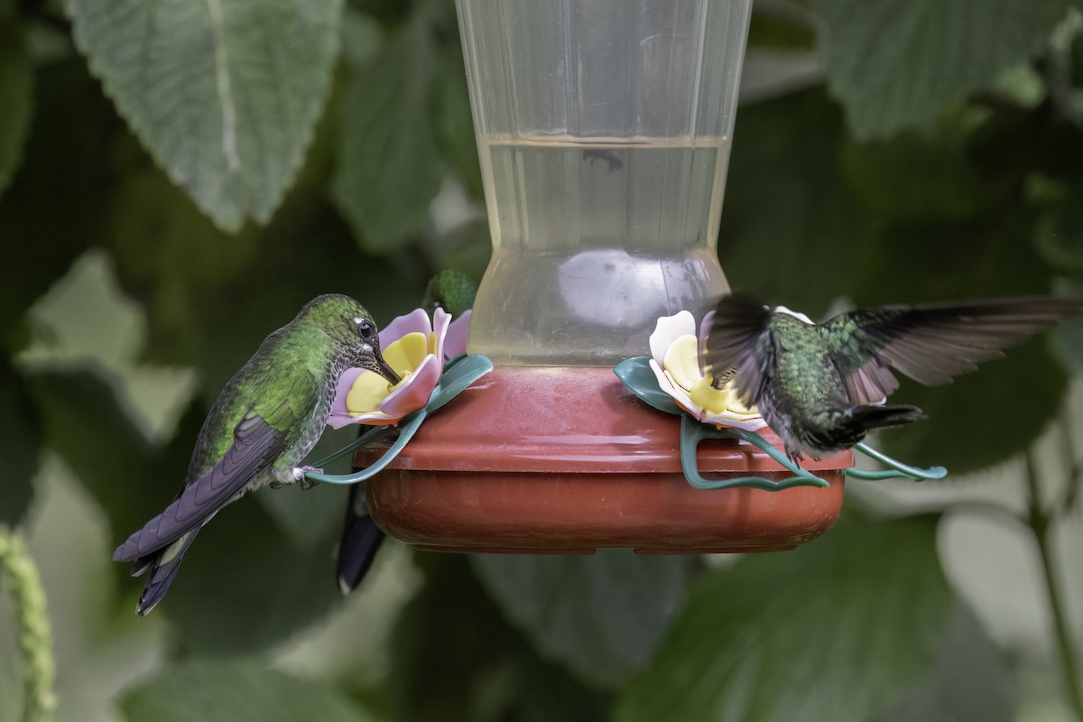 Green-crowned Brilliant - Jeanne Verhulst