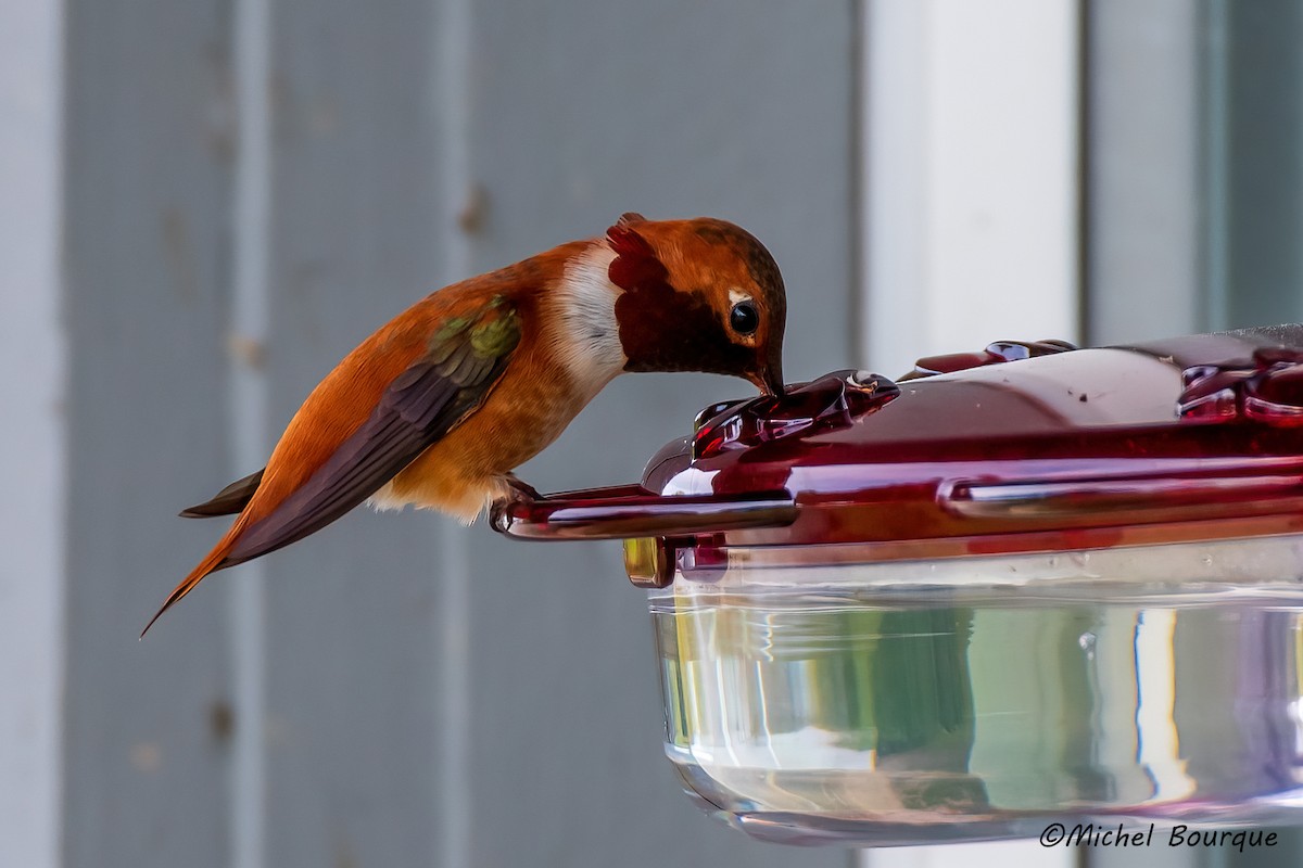 Rufous Hummingbird - ML623103576