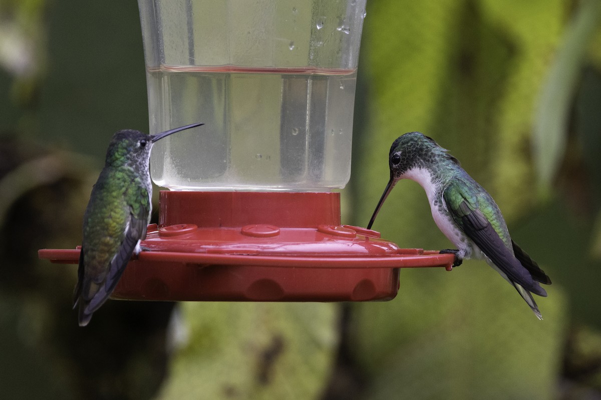 Andean Emerald - ML623103577