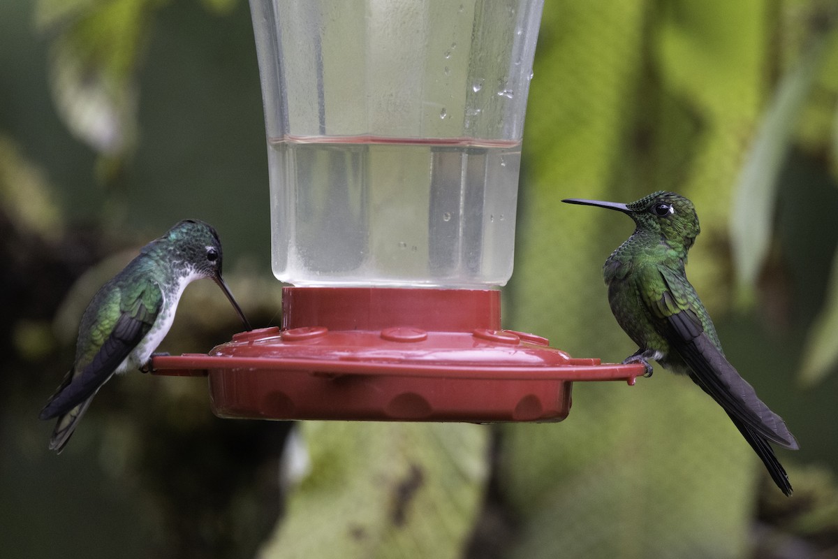 Andean Emerald - Jeanne Verhulst