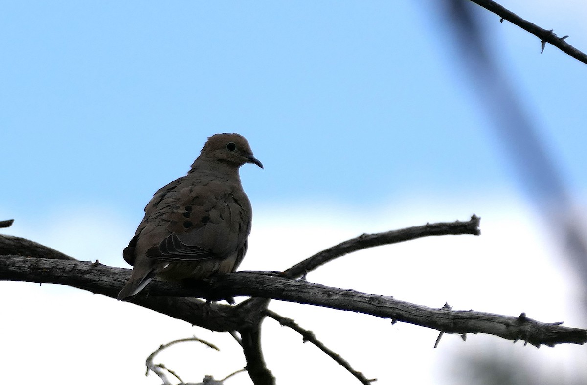 Mourning Dove - ML623103602