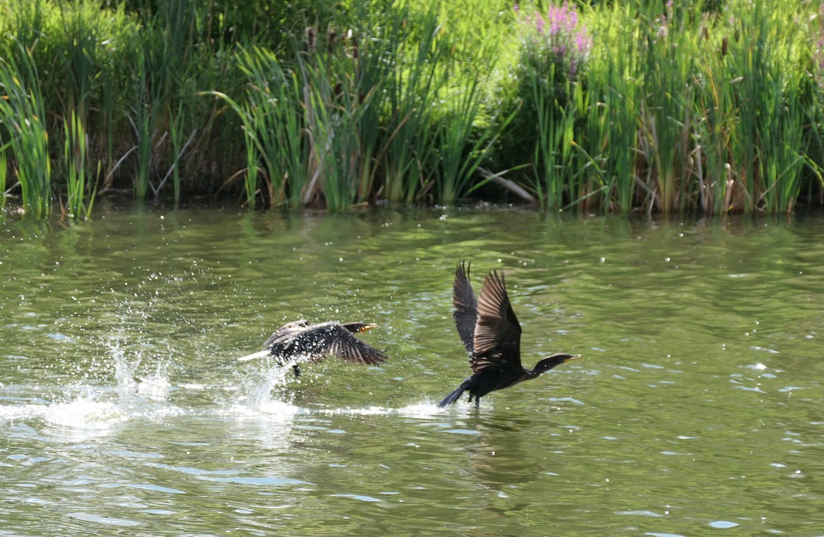 Double-crested Cormorant - ML623103611