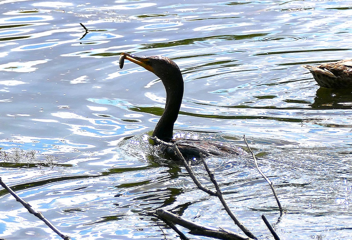 Double-crested Cormorant - ML623103612