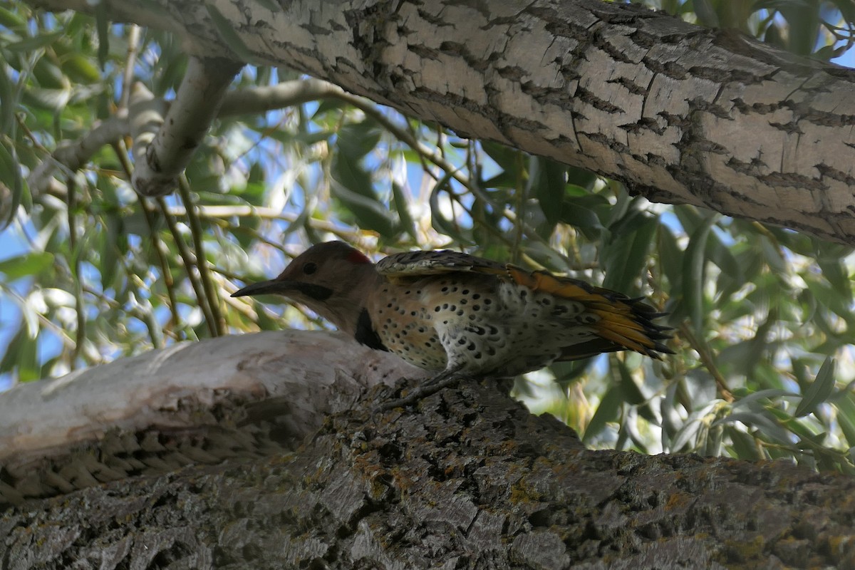 Northern Flicker - Susan Sutherland