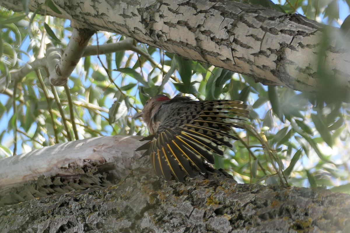 Northern Flicker - ML623103619