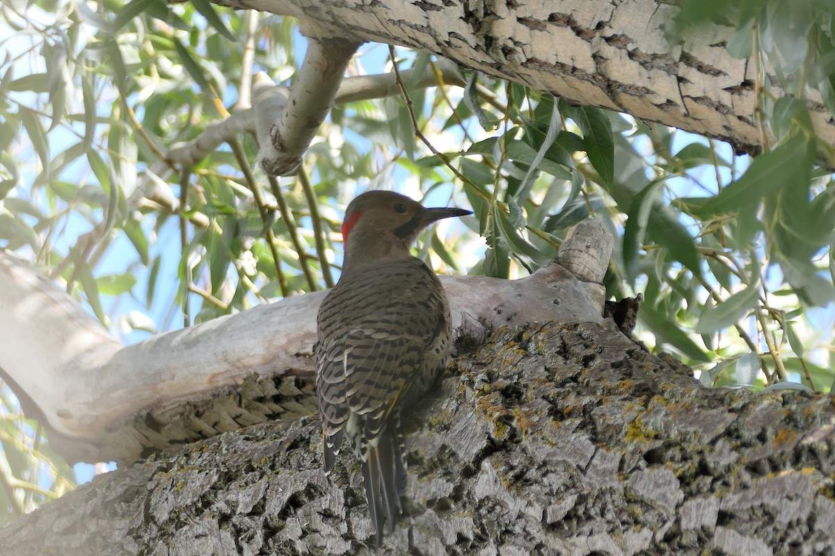 Northern Flicker - ML623103620