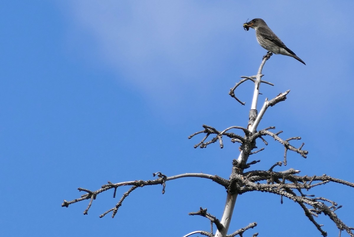 Olive-sided Flycatcher - ML623103623