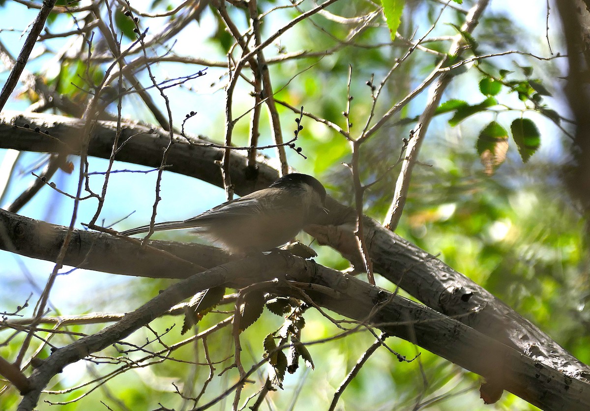 Mésange à tête noire - ML623103630