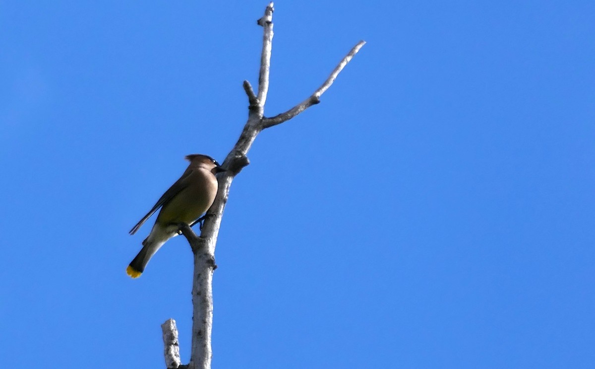 Cedar Waxwing - Susan Sutherland